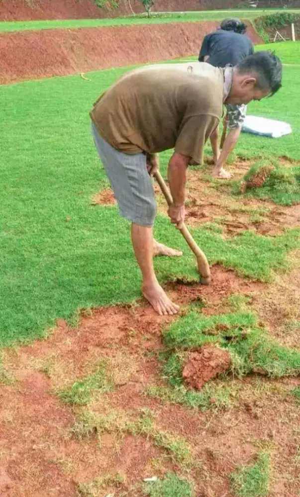 Jual rumput jepang dan gajah mini