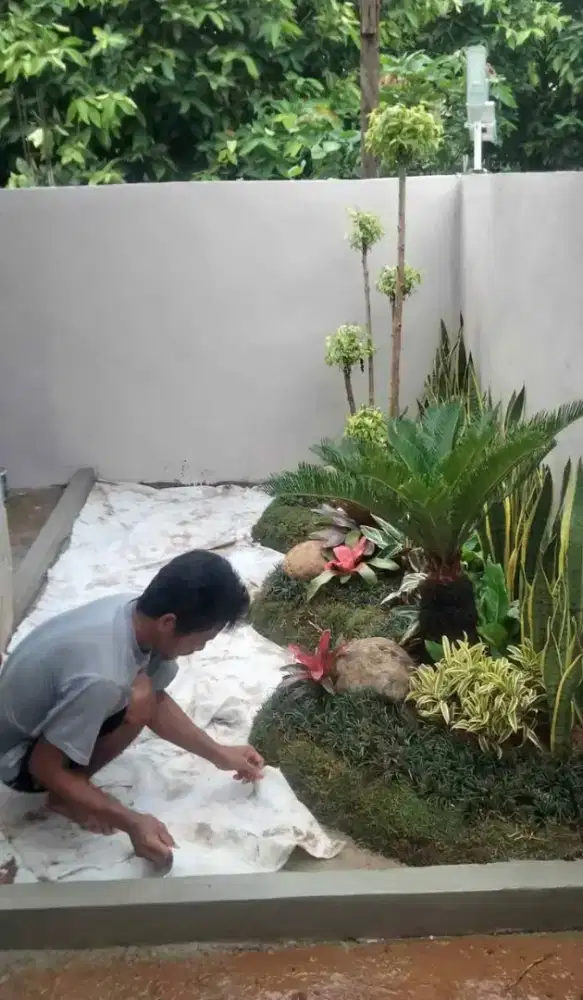 Jual rumput jepang dan gajah mini