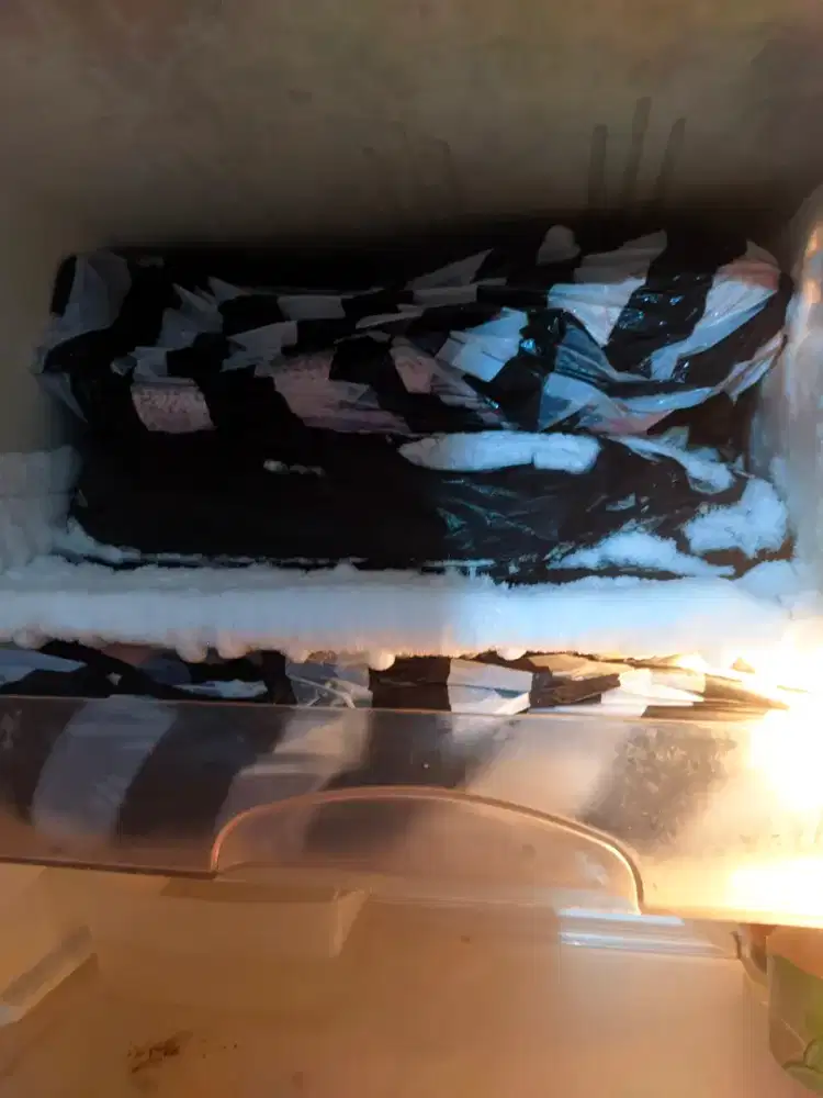 Ikan Gabus ( Kuthuk )