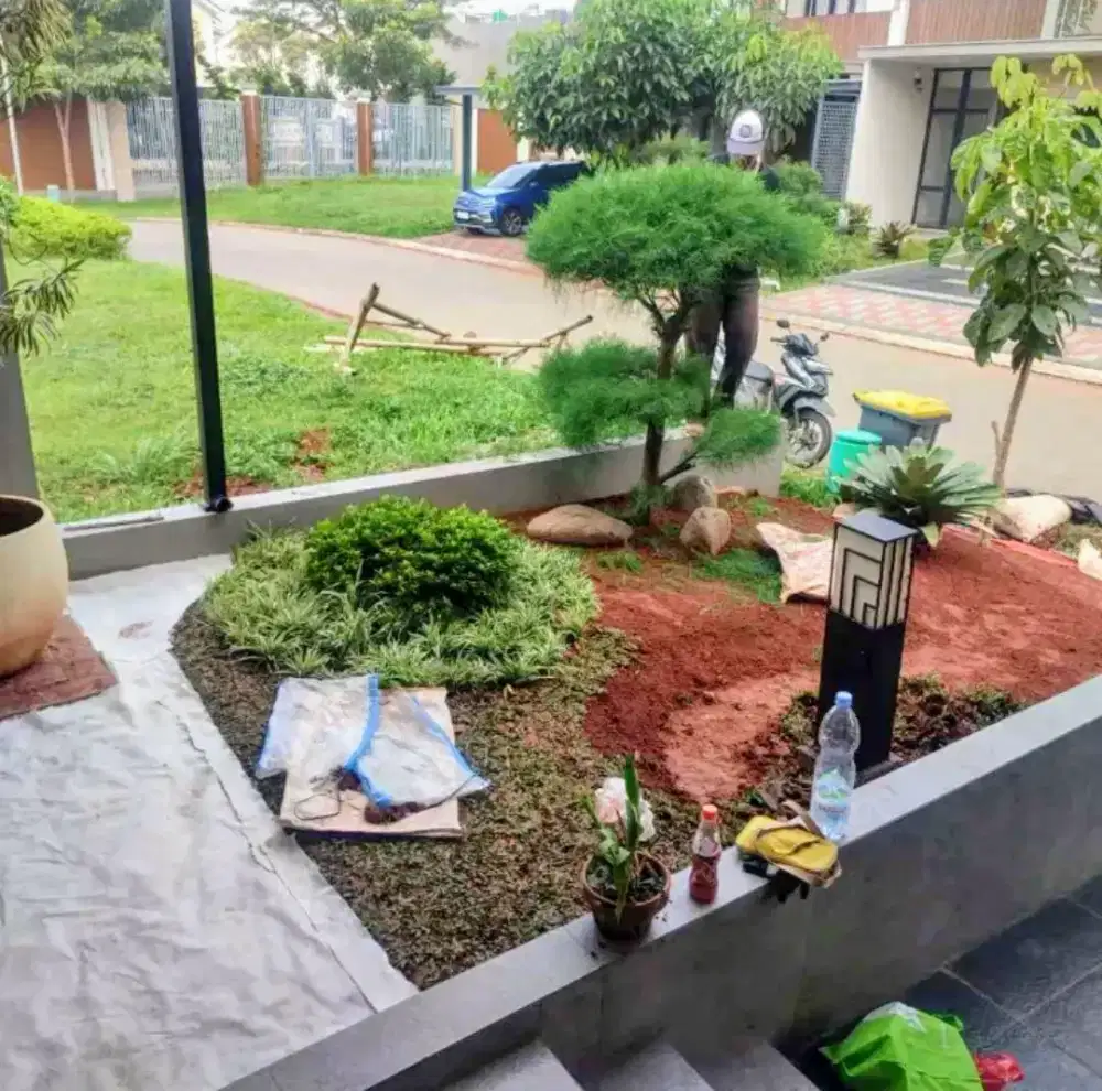 Jual rumput taman rumput jepang dan gajah mini