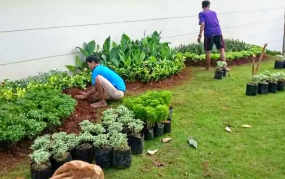 Jual rumput taman gajah mini