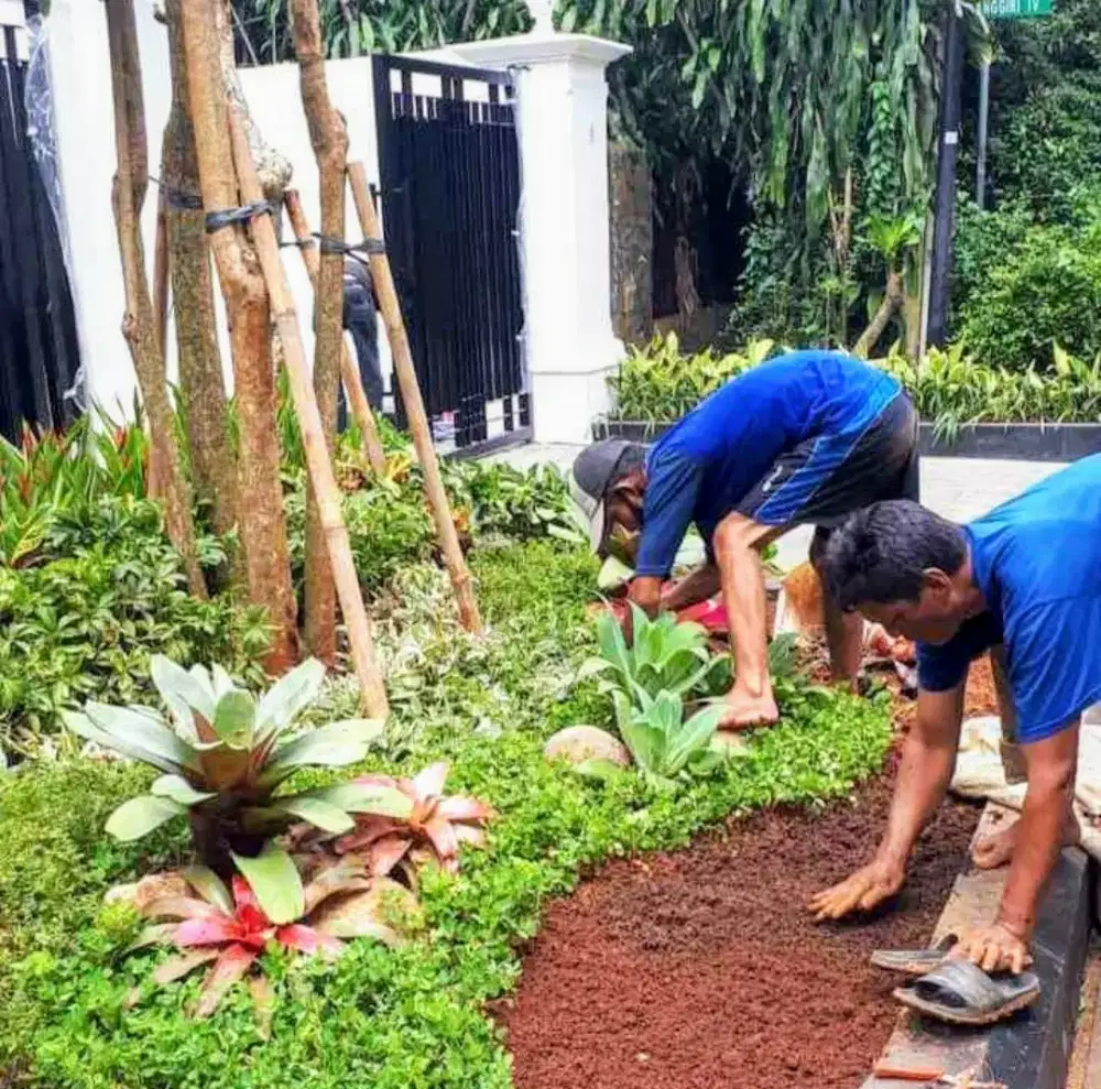 Jual rumput jepang dan gajah mini