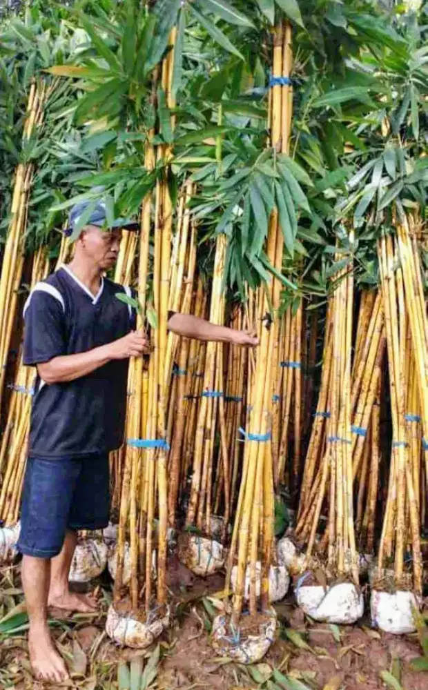 Jual bambu panda kuning