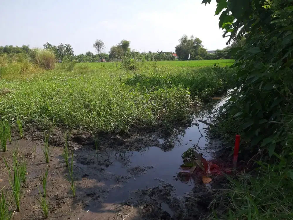 tanah cocok untuk pertanian dan berkebun murah SHM