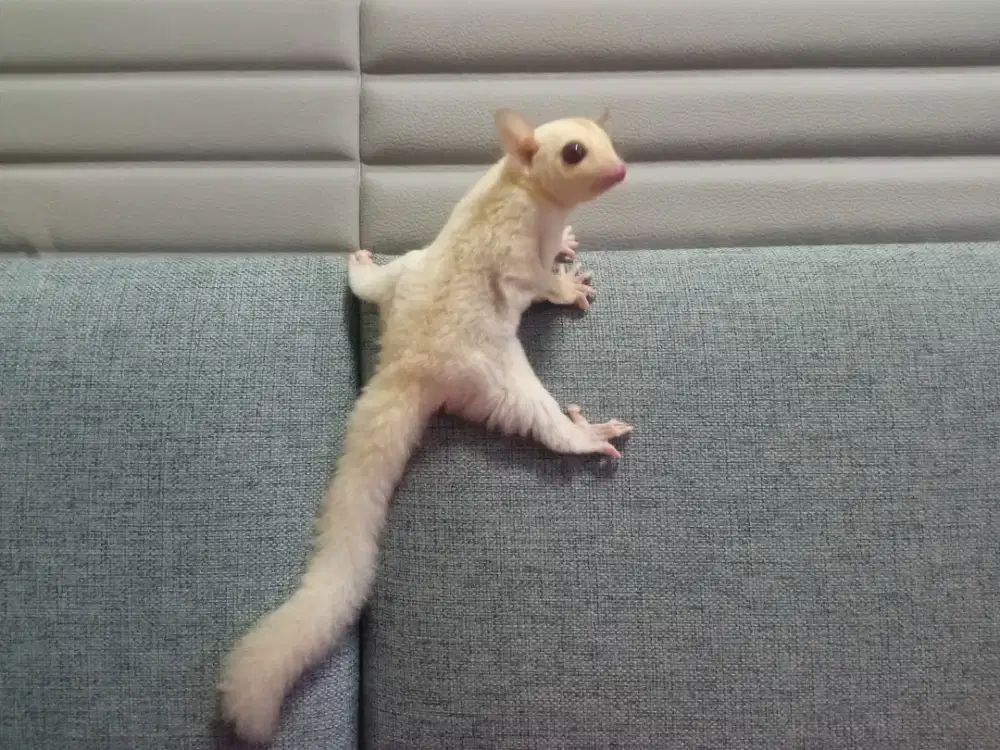 Sugar Glider wf Creamino Jantan