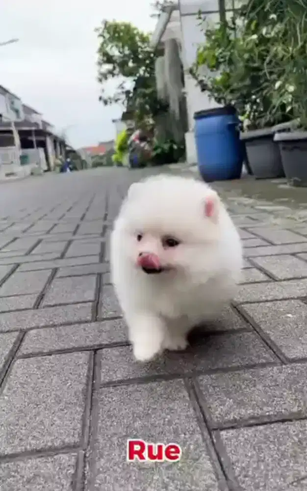 Minipom putih betina •RUE•