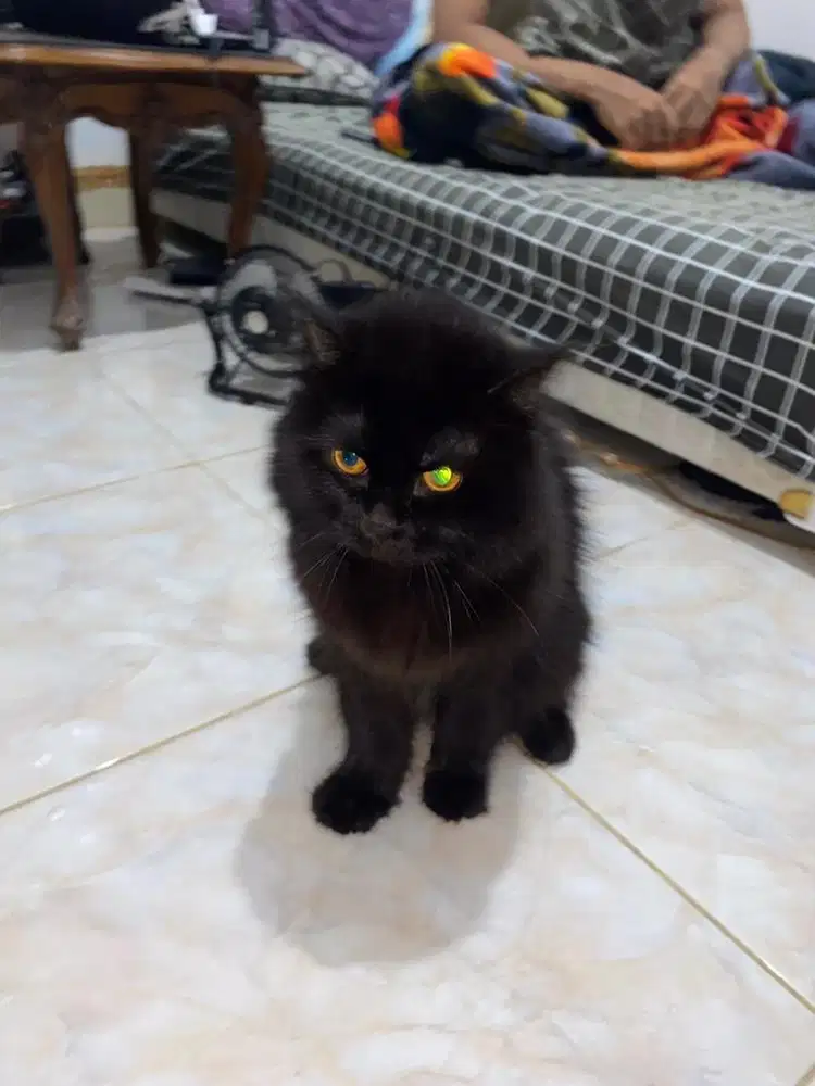 Persia mixdom ganteng jantan dewasa