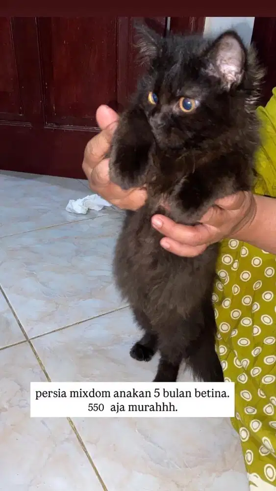 persia mixdom anakan betina