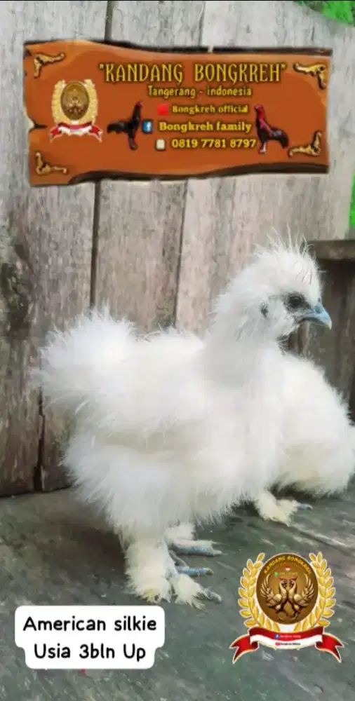 Ayam american silkie