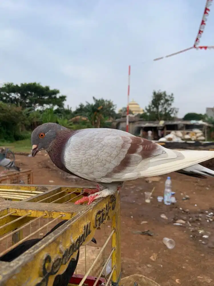 Merpati player kolong bebas