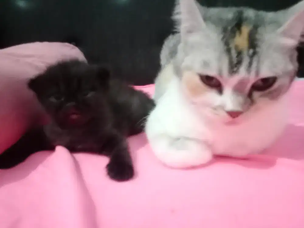 Lepas Adopsi Anakan Kucing Persia Jantan