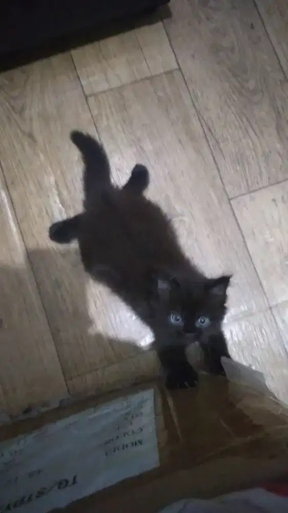 Lepas Adopsi Kucing Persia Jantan