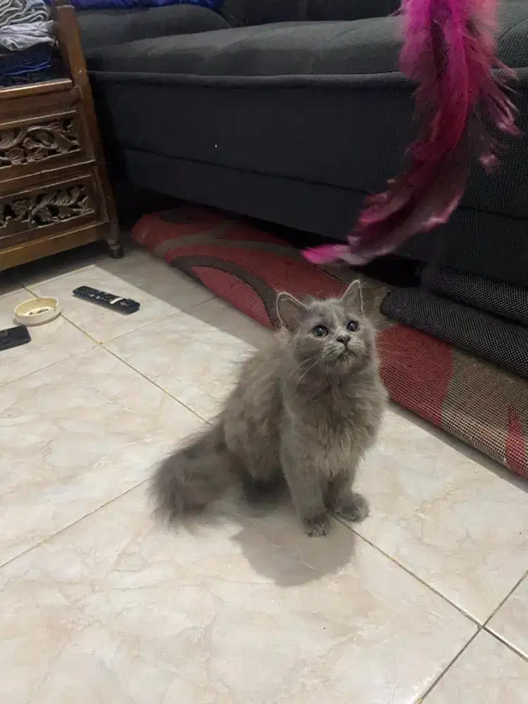 persia mixdom anakan abu2