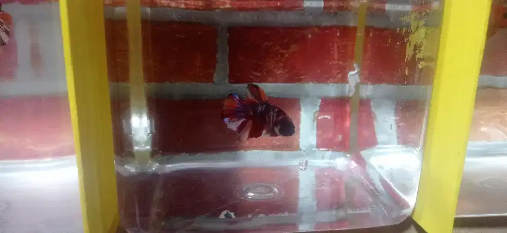 Ikan cupang bnyak pilihan