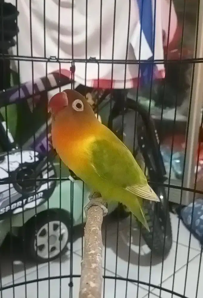 Burung lovebird betina mapan aktif