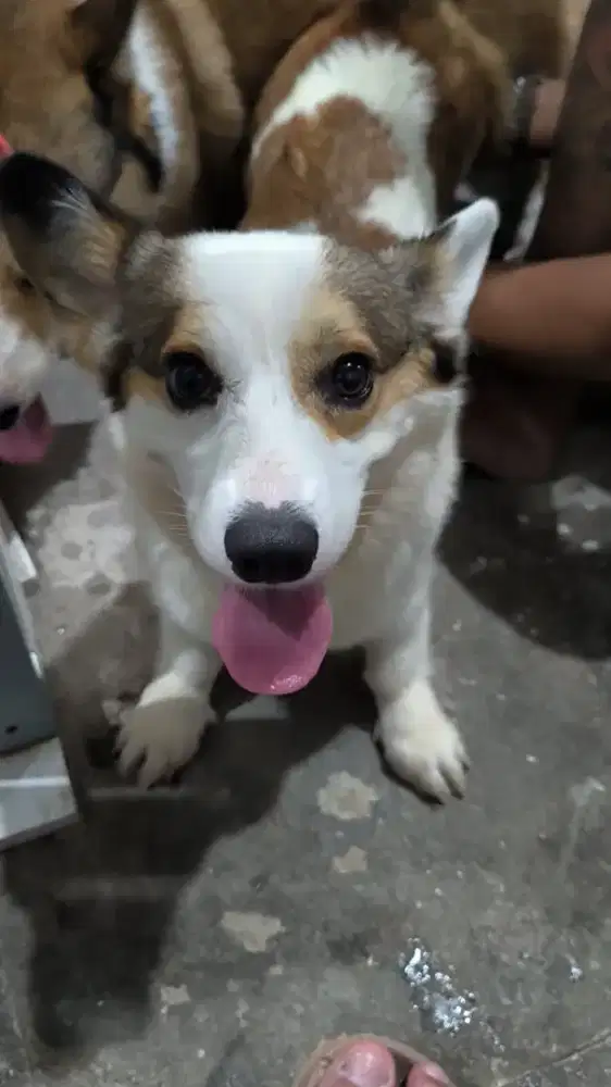 ANJING CORGI BETINA (NEGO SAMPAI JADI)