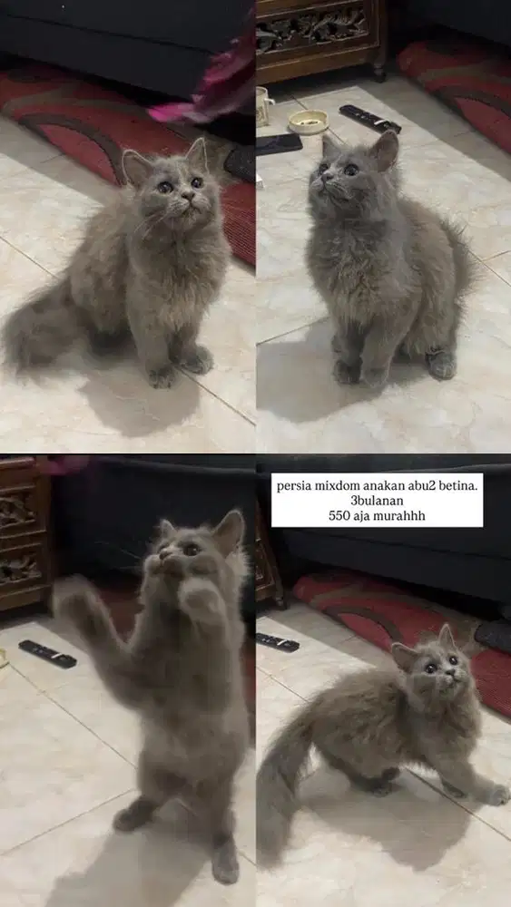 persia mixdom beli semua diskon