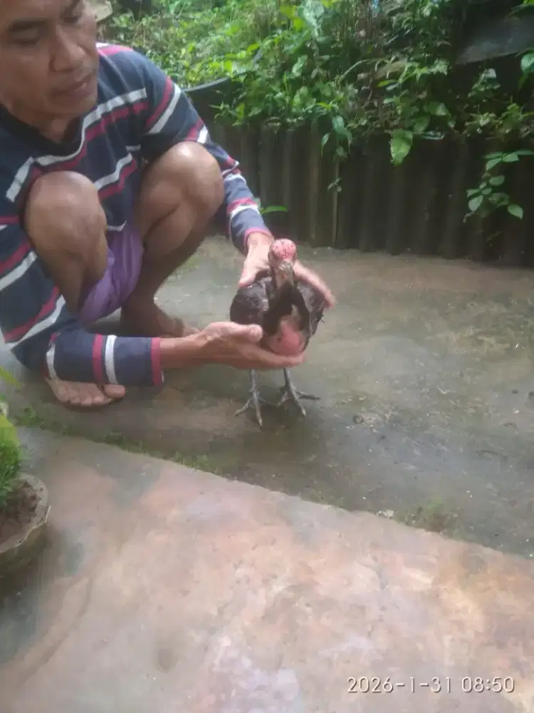 Ayam kampung 2 cewek 1 cowok jual aj 500rb lokasi kemiling minat WA aj