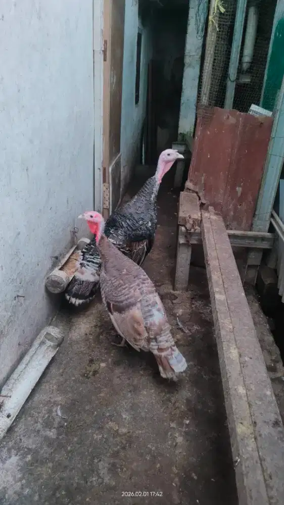 Ayam Kalkun sepasang Usia 5'5 bln