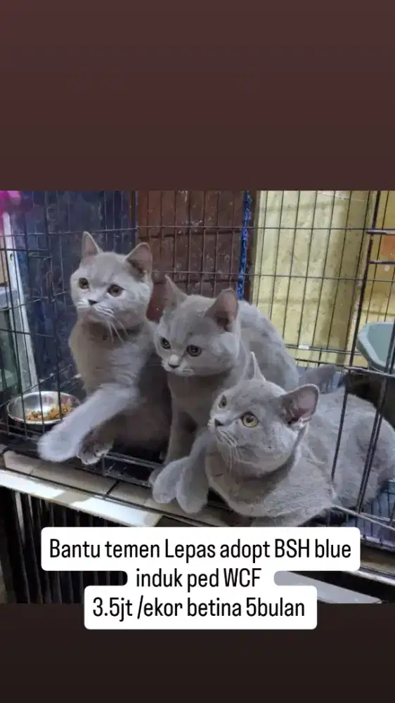 BSH kucing British 5bulan betina blue