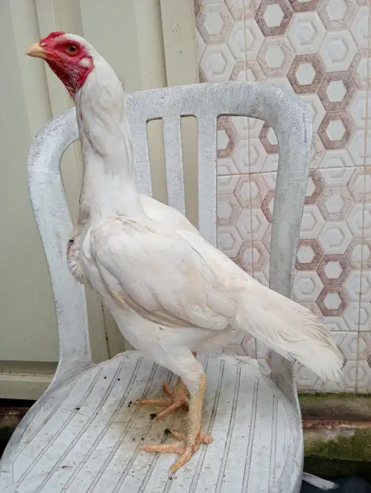 Ayam betina  Bangkok produk 2x