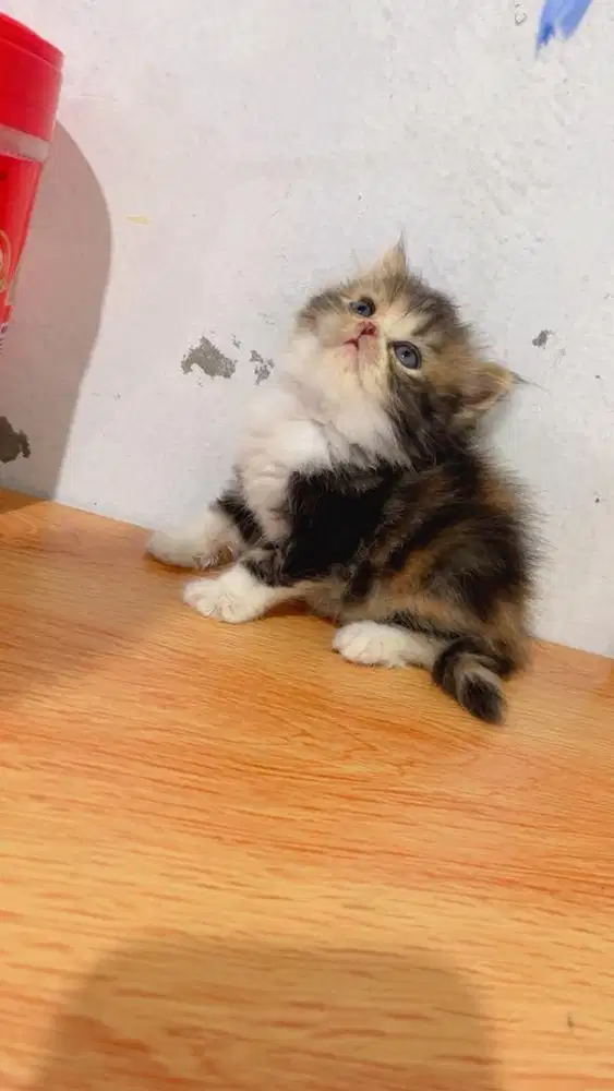 kitten Ns betina longhair