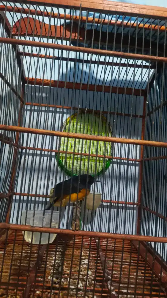 Murai betina fullset