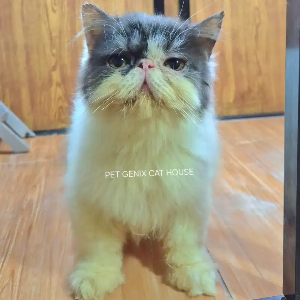 Kucing Kitten Persia Peaknose Extreme Betina