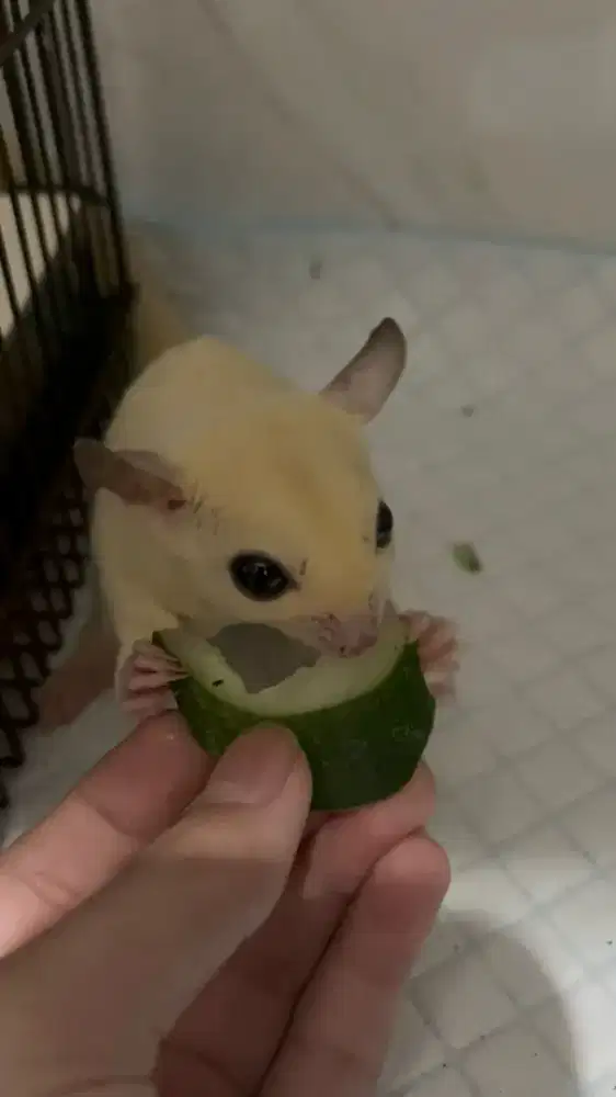 Sugar glider leucistic