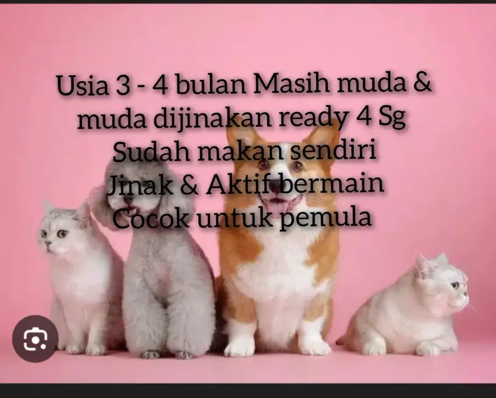 Open Adopsi anak kucing