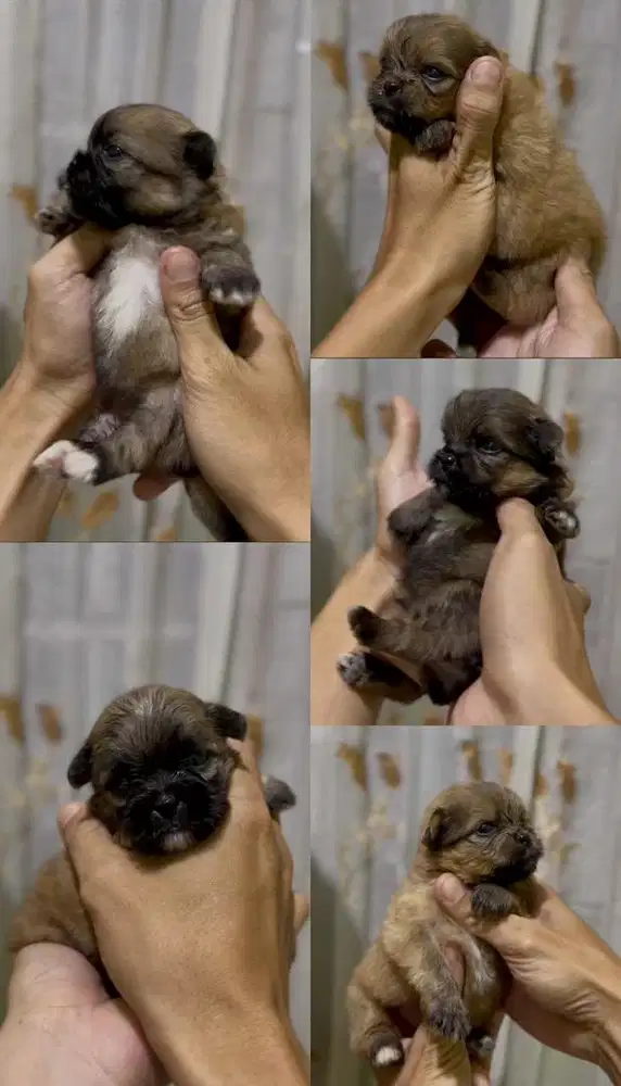 Shipo lucu mini pesek