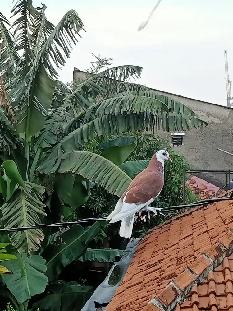 Jantan blantong jembros