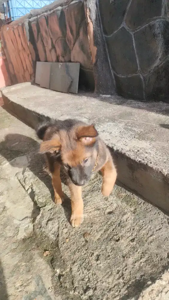 Anakan anjing puppies 2 bulan jantan