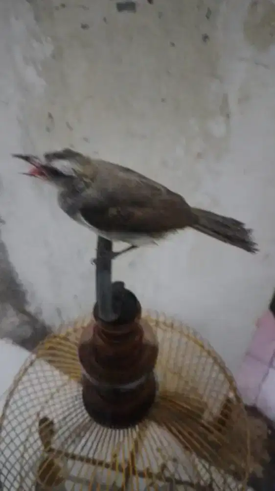 Burung Trucukan