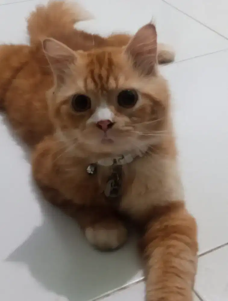 kucing Persia jantan + cat carrier/kandang