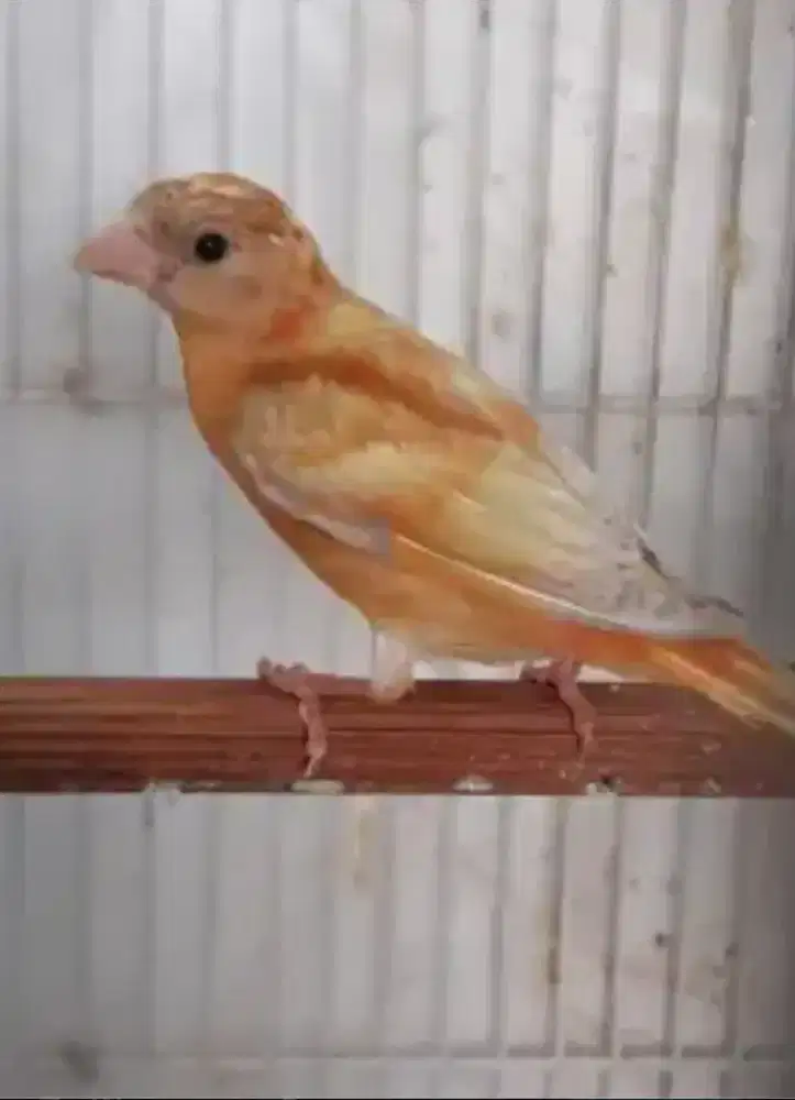 Red siskin double dilute remaja