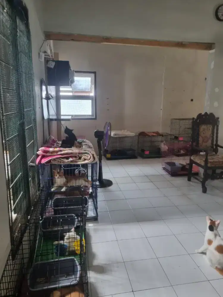 Dicari pria wanita single urus anjing kucing