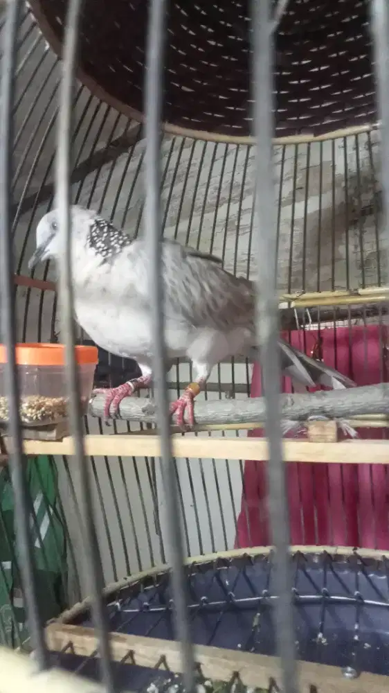 Tekukur silver kalung hitam trah dri 5x7 udah kepantau kuk 3