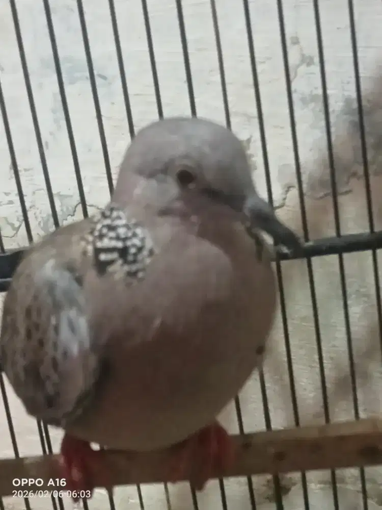 Tekukur kuk 3 lokal alam masih harian aja