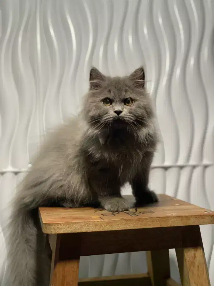 British longhair NS blue male