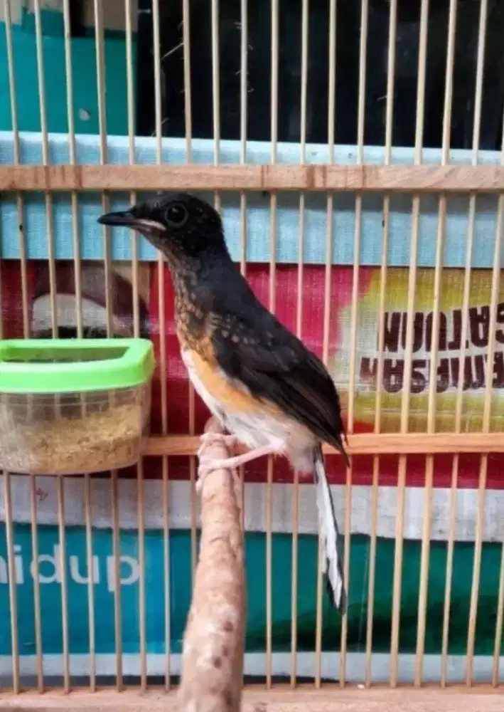 Murai Batu Medan Jantan Blorok Trah Panda Bodi Gede Super Prospekan