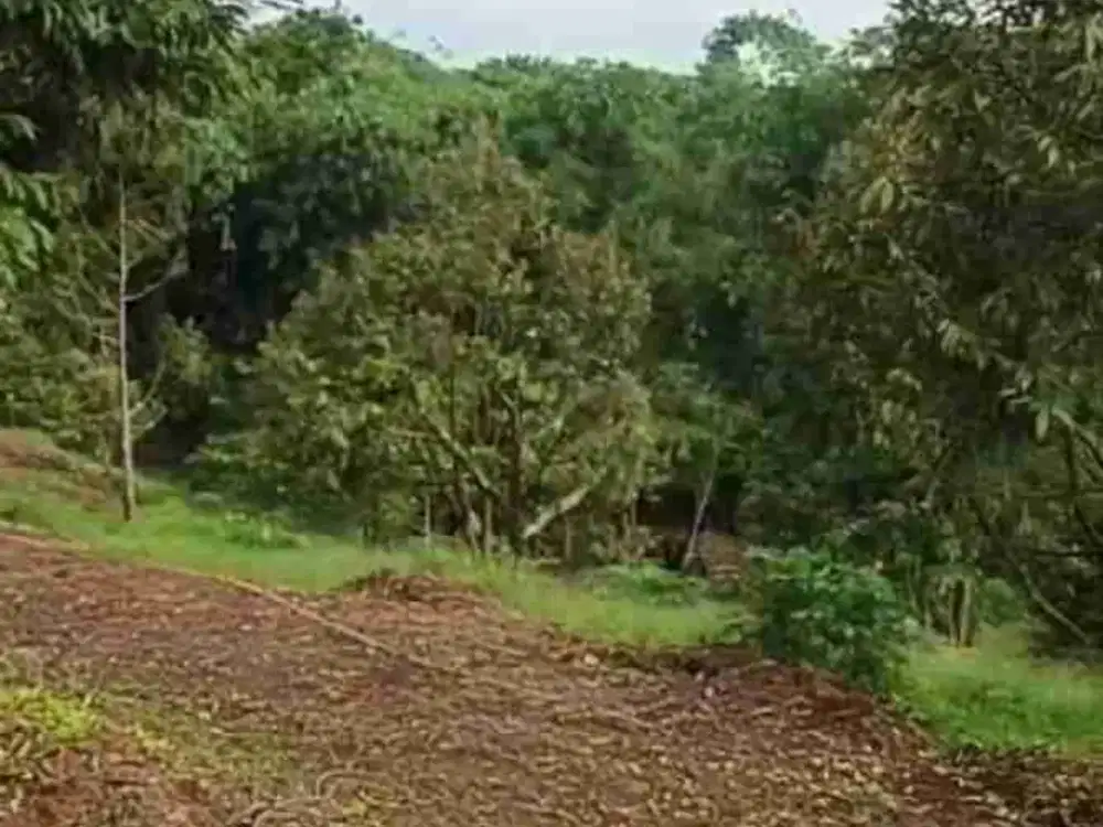 di jual kebun durian berikut ada bangunan villa kayu di jasinga