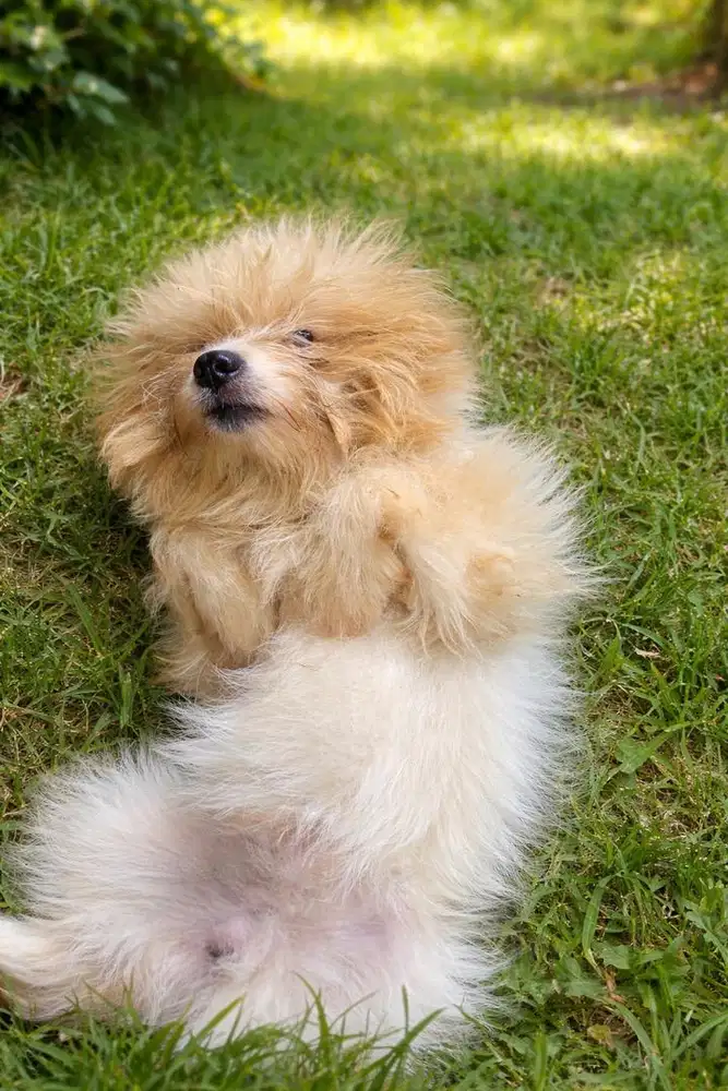 Anjing shitzu mix pom