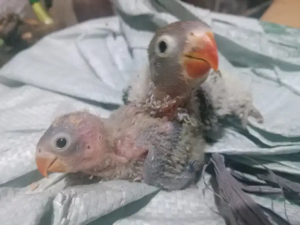 LOVEBIRD LOLOHAN USIA 20 HARI