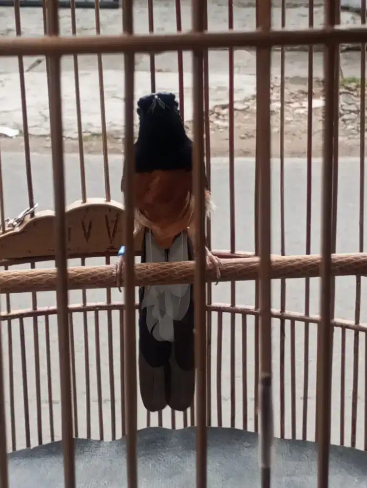 Murai batu gacor fullset