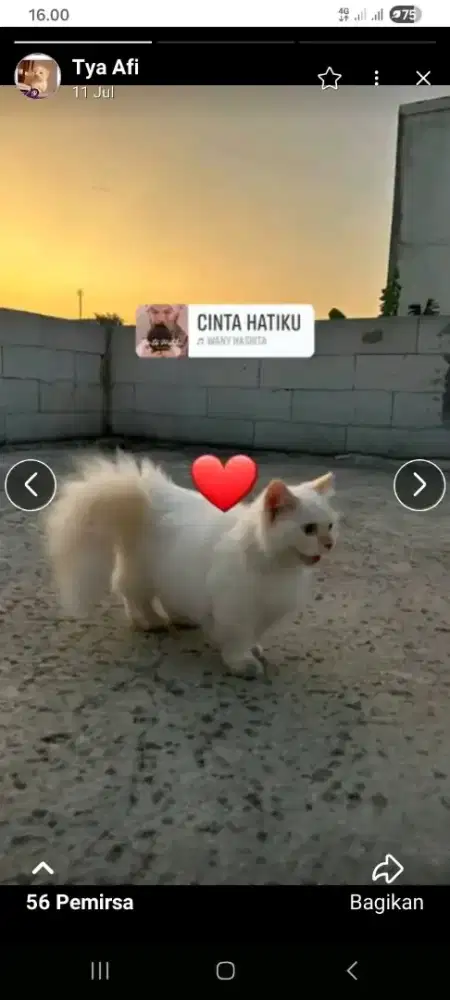 Lepas adop jantan Munchkin dewasa