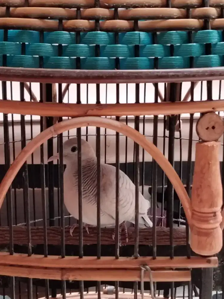 Perkutut silver udan mas mata merah