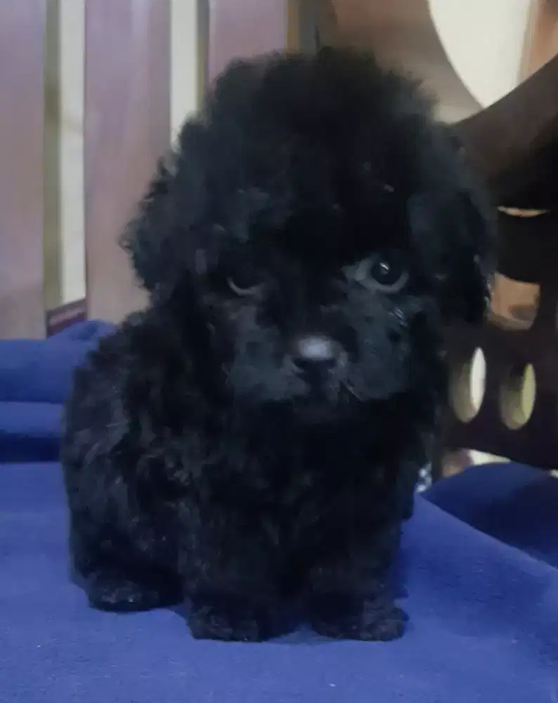 Puppies Poodle Betina All Black