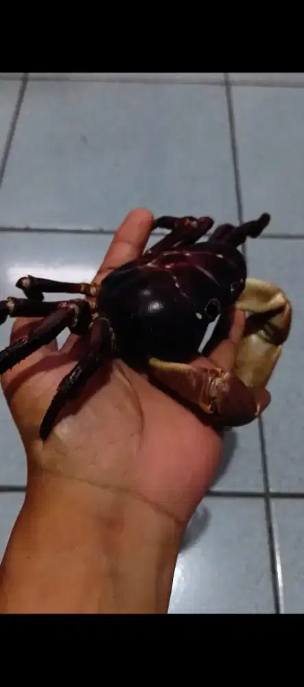Kepiting Hias Jinak Gecarcoidea Humei Lalandi