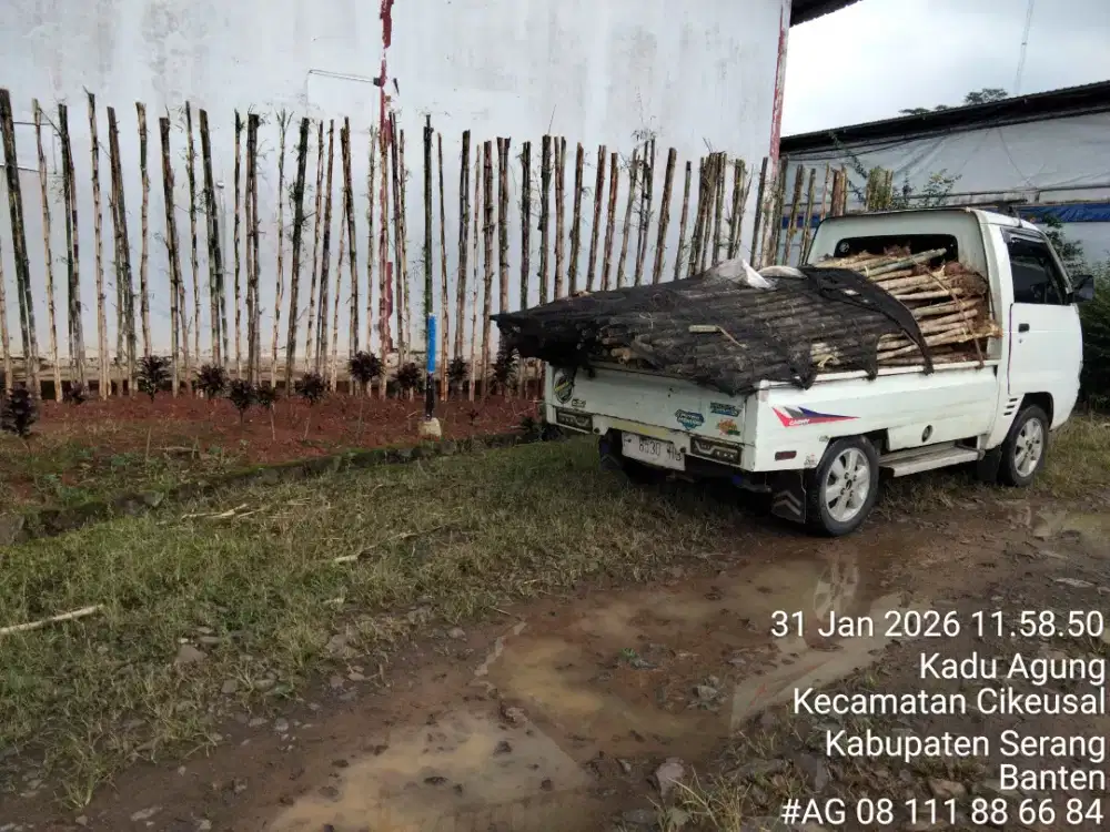 Pohon bambu hias bambu jepang